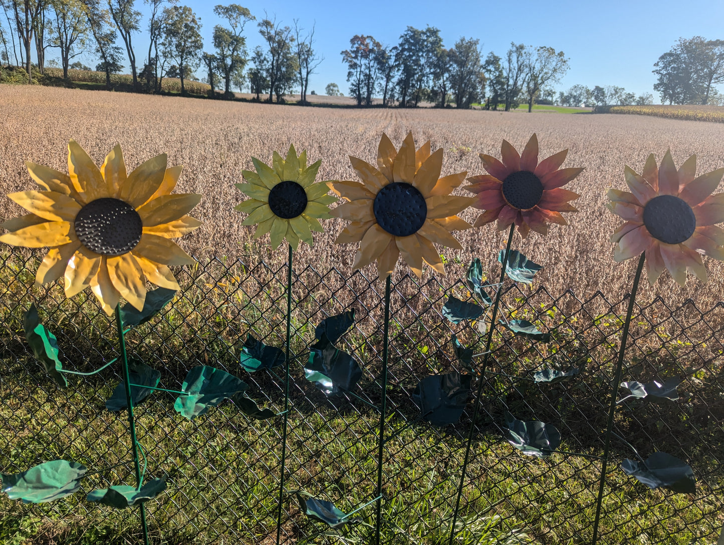 5' Sunflower - 02