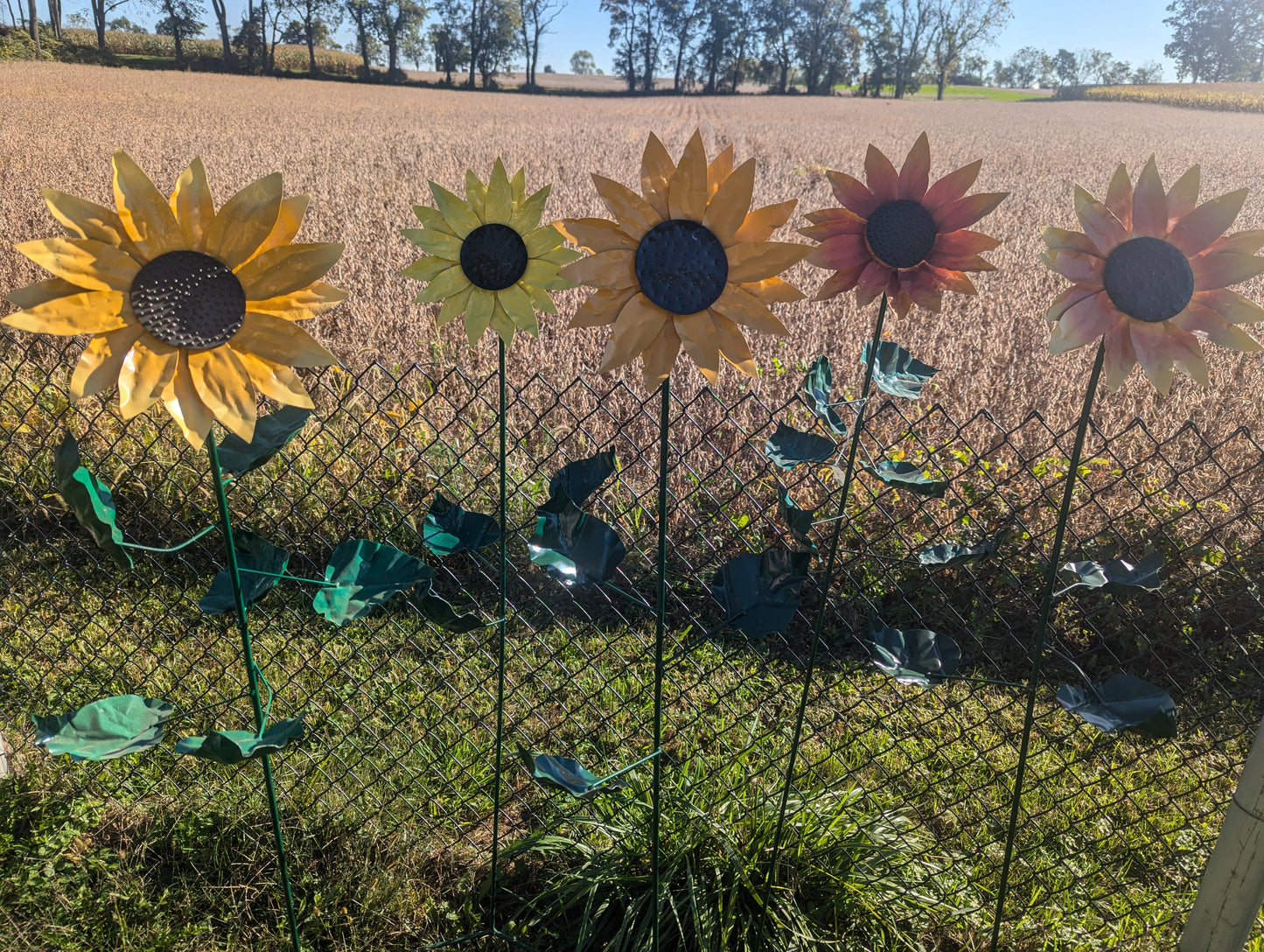 5' Sunflower - 00