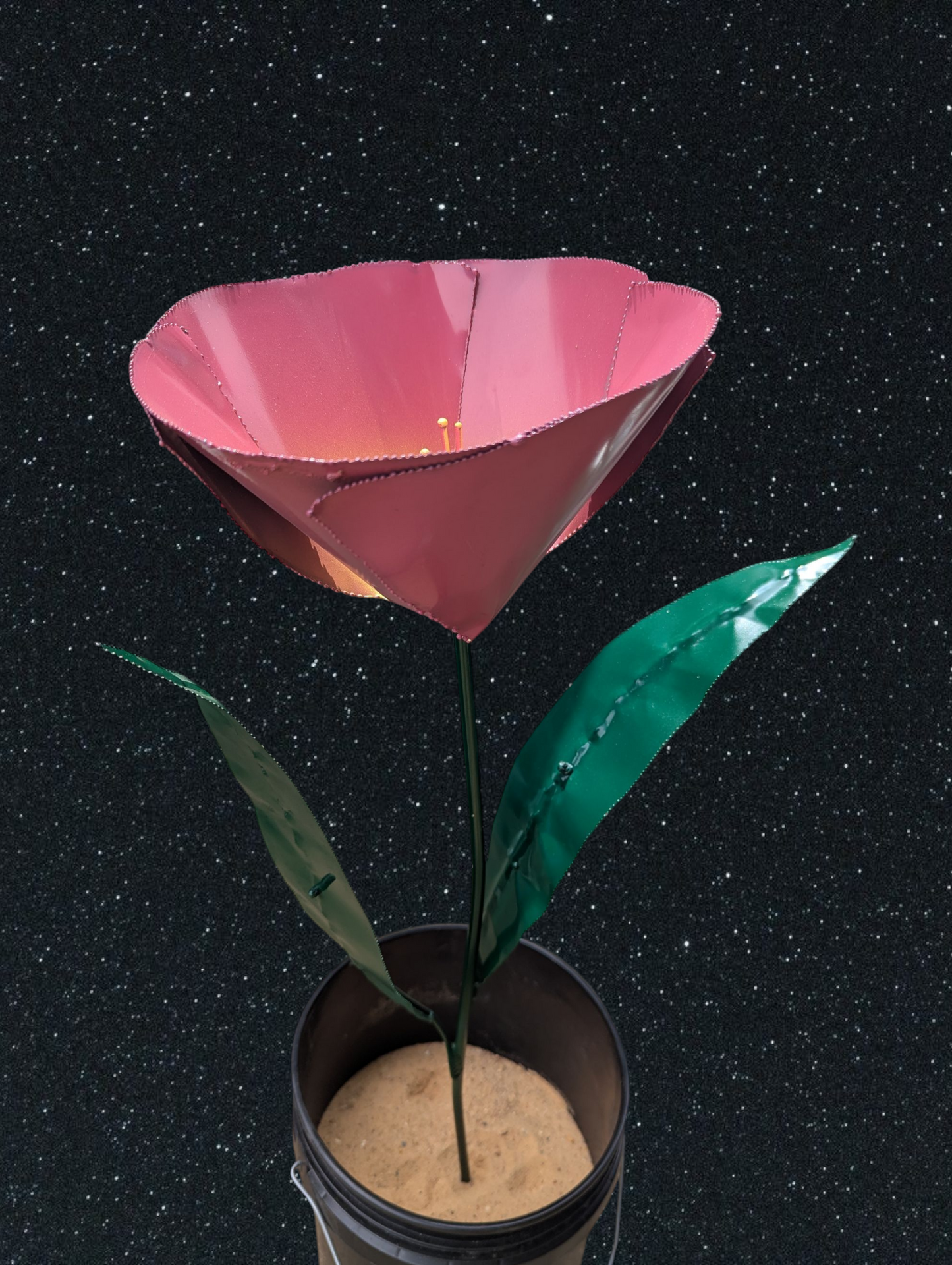3' Tulips