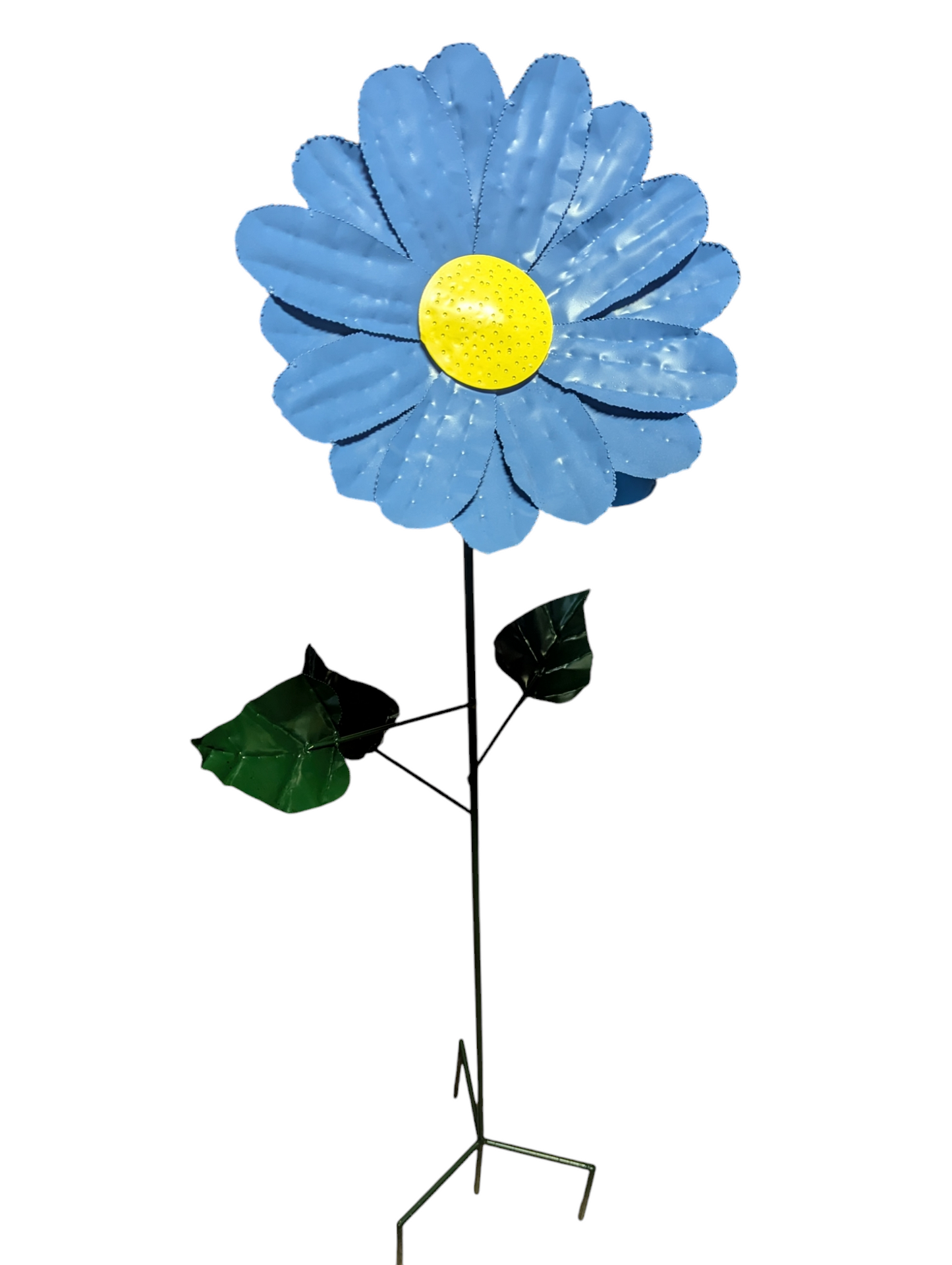 Daisy