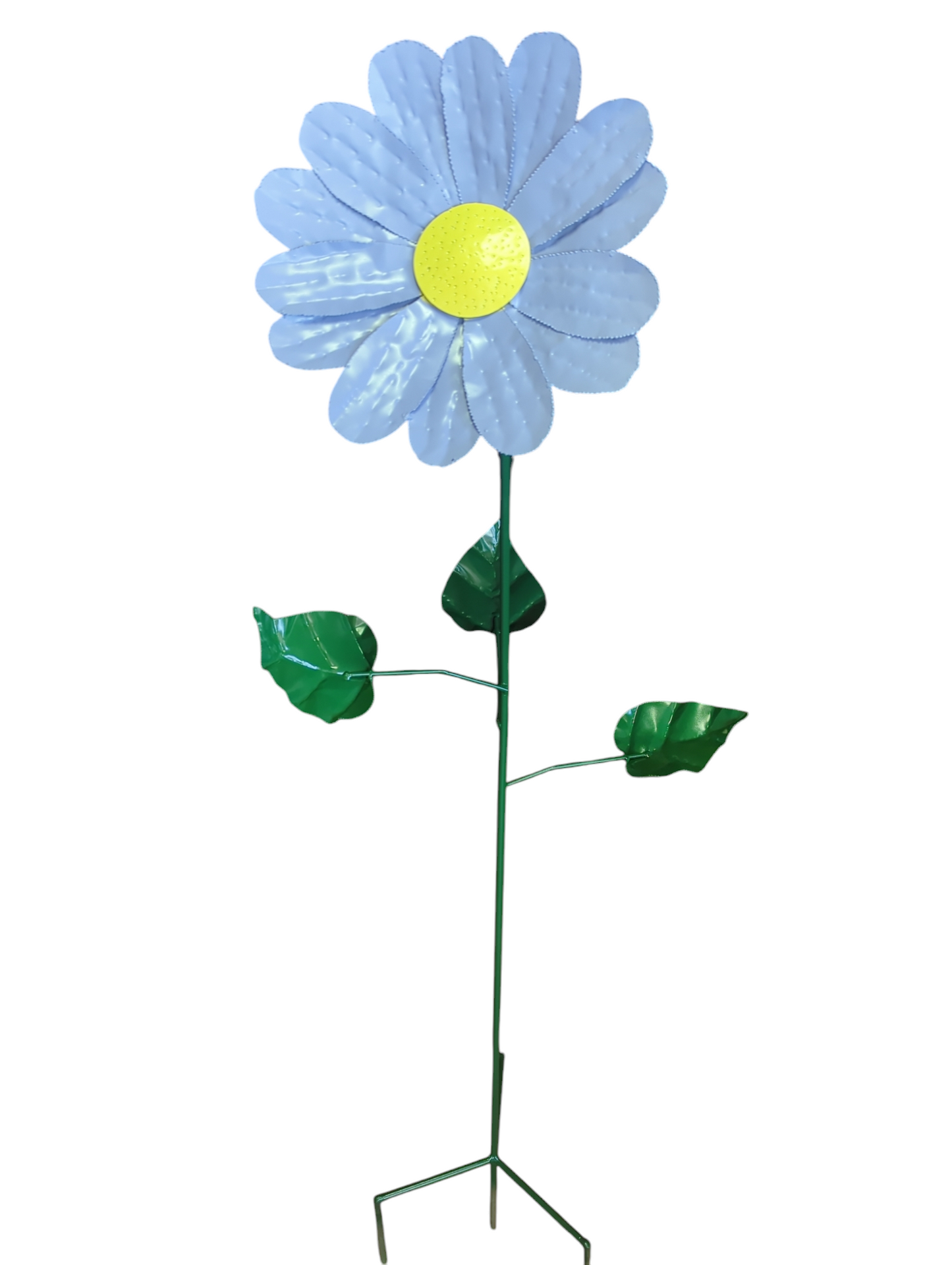 Daisy