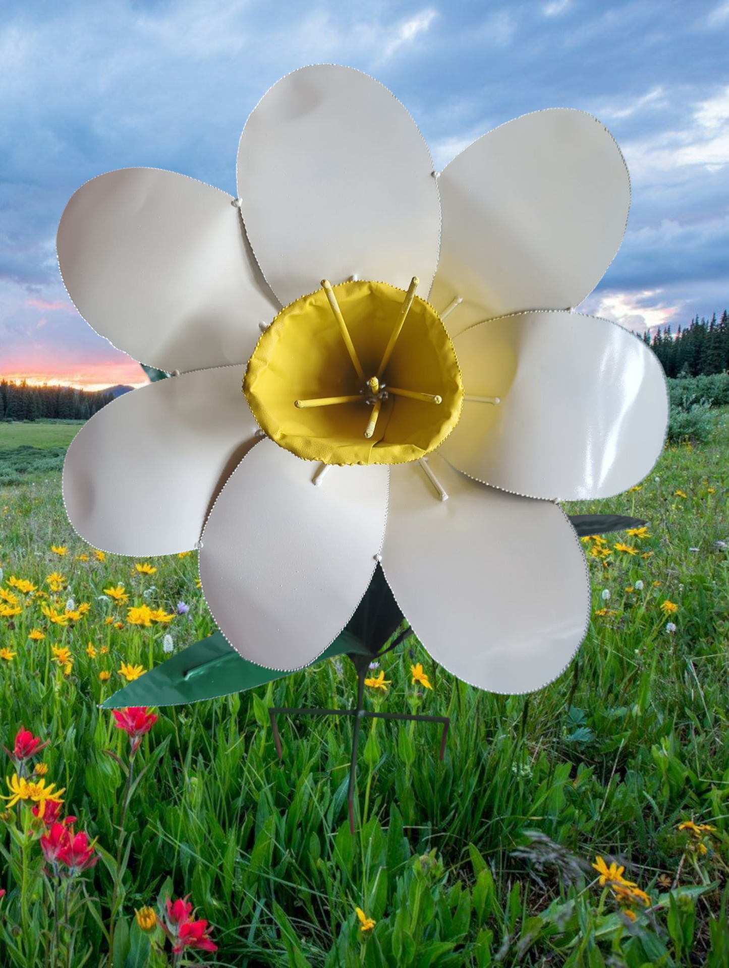Daffodils