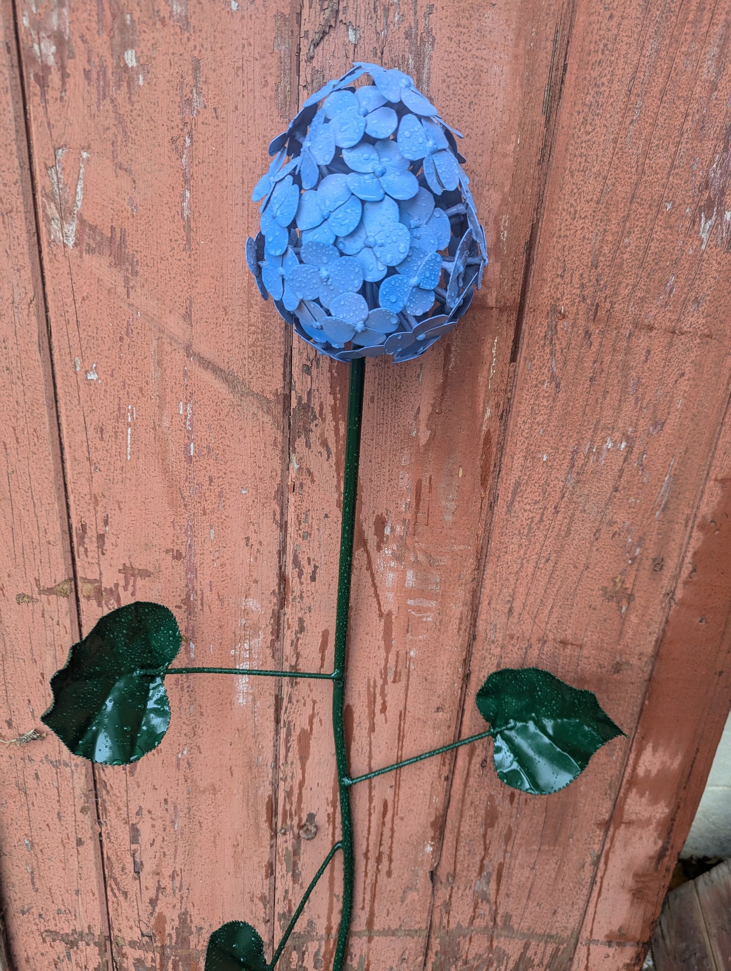 Hydrangea