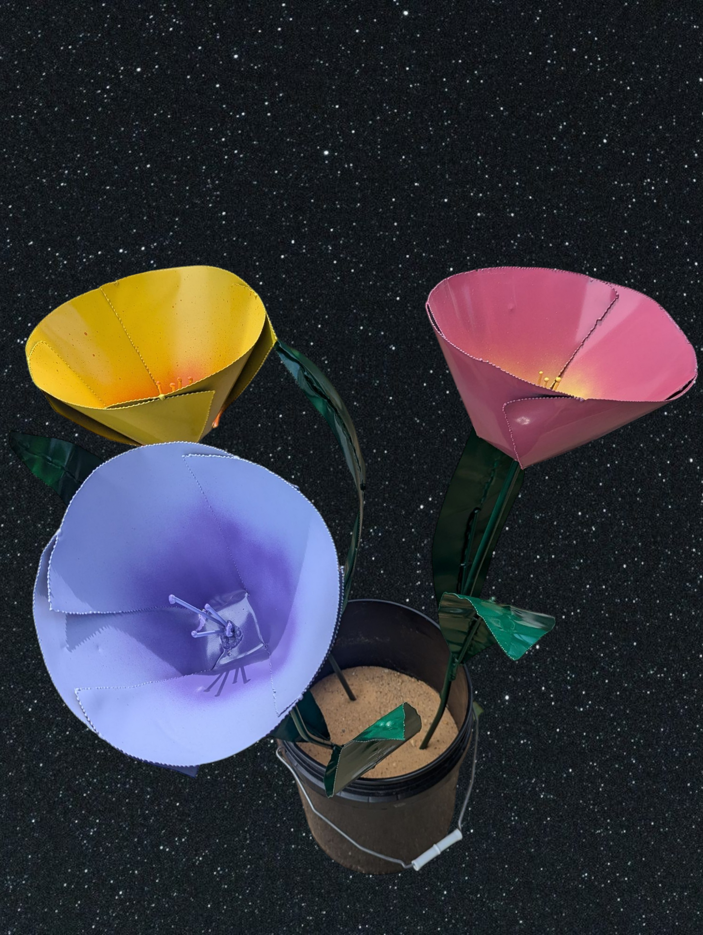 3' Tulips