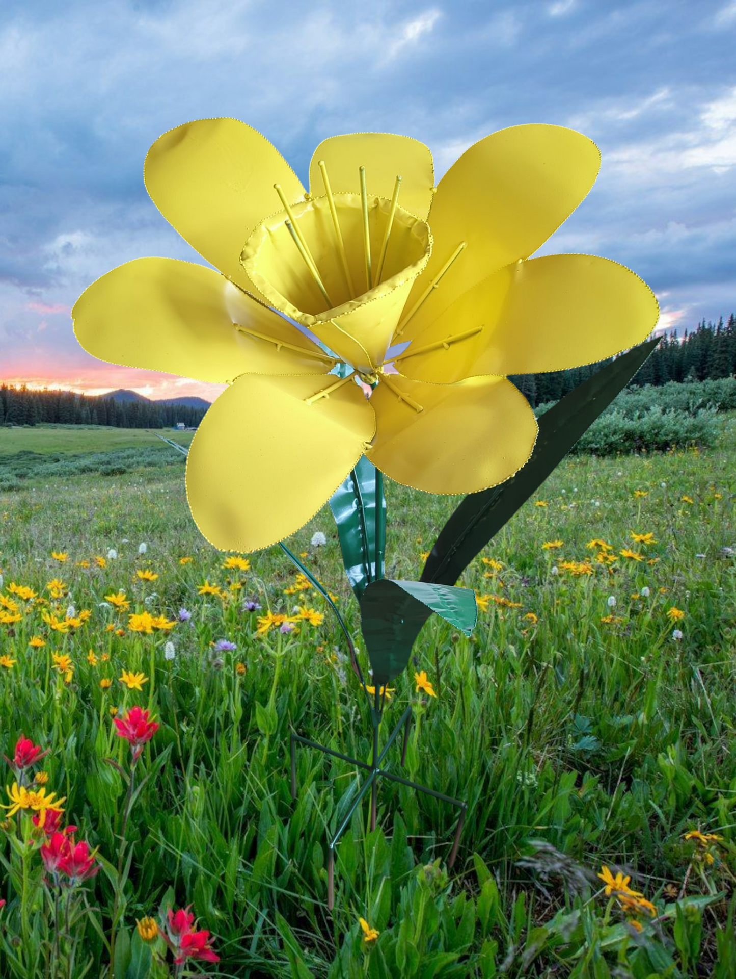 Daffodils