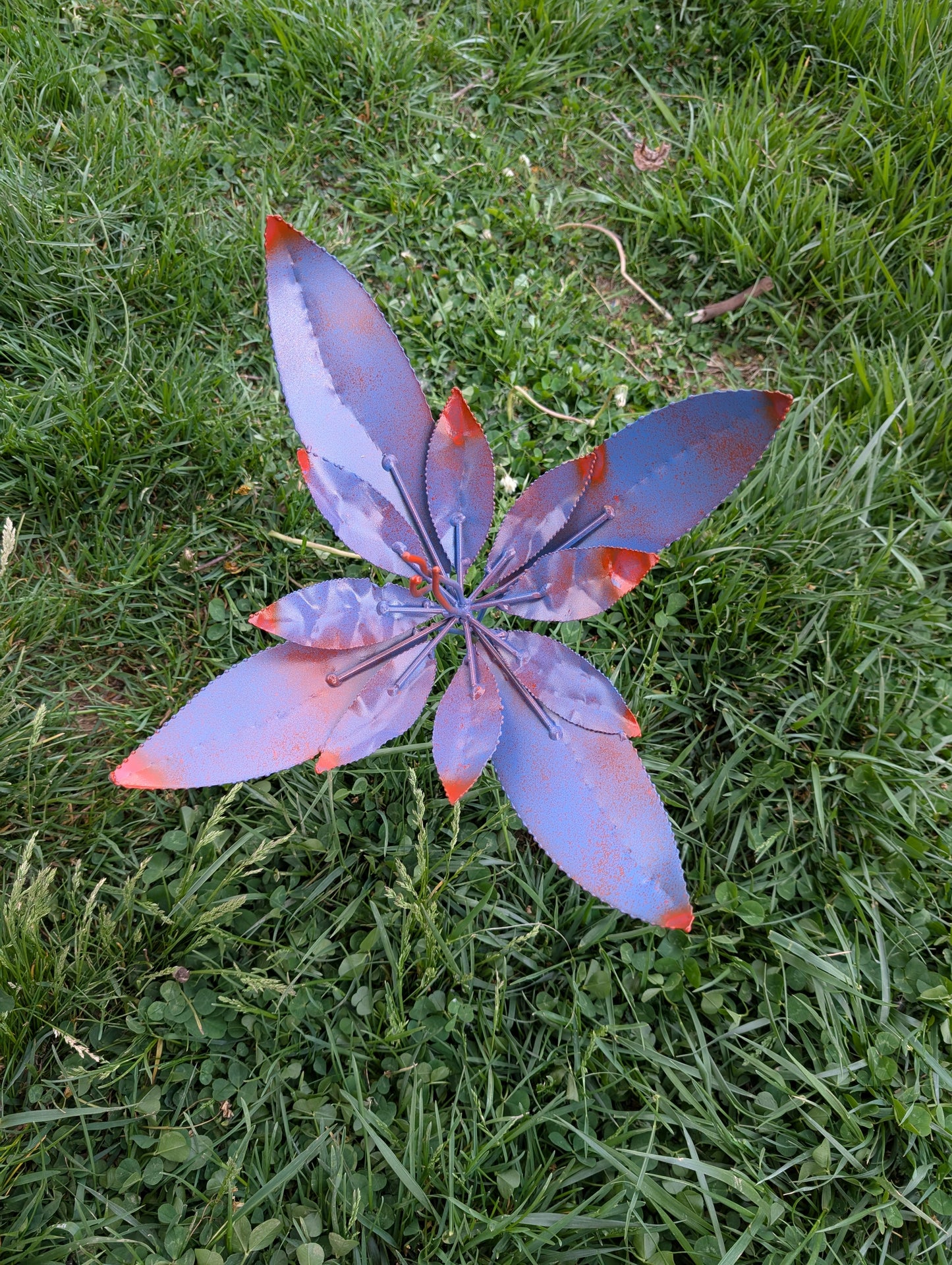 Fire and Ice blooms