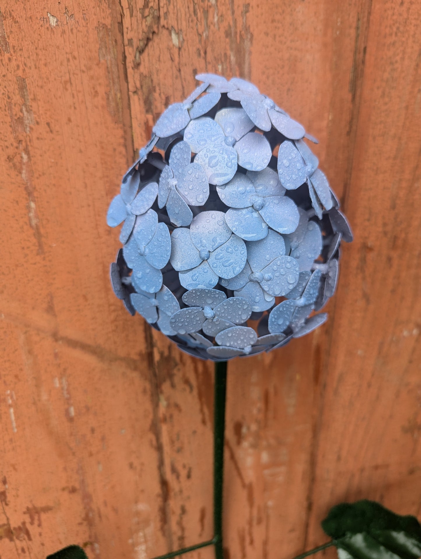 Hydrangea