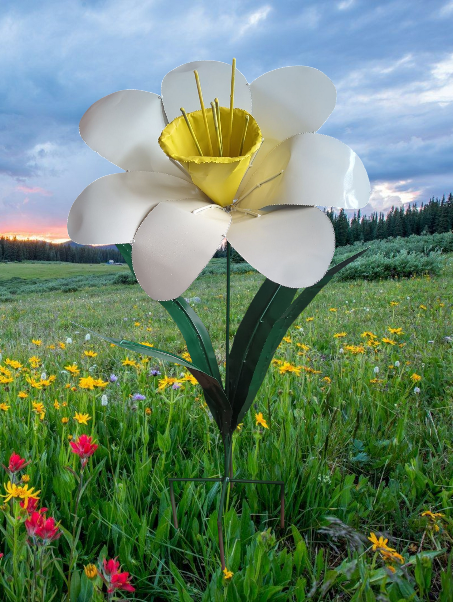 Daffodils