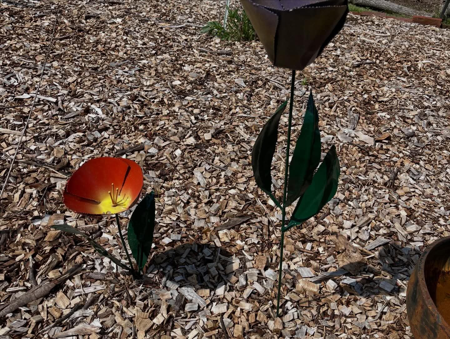 Tulips