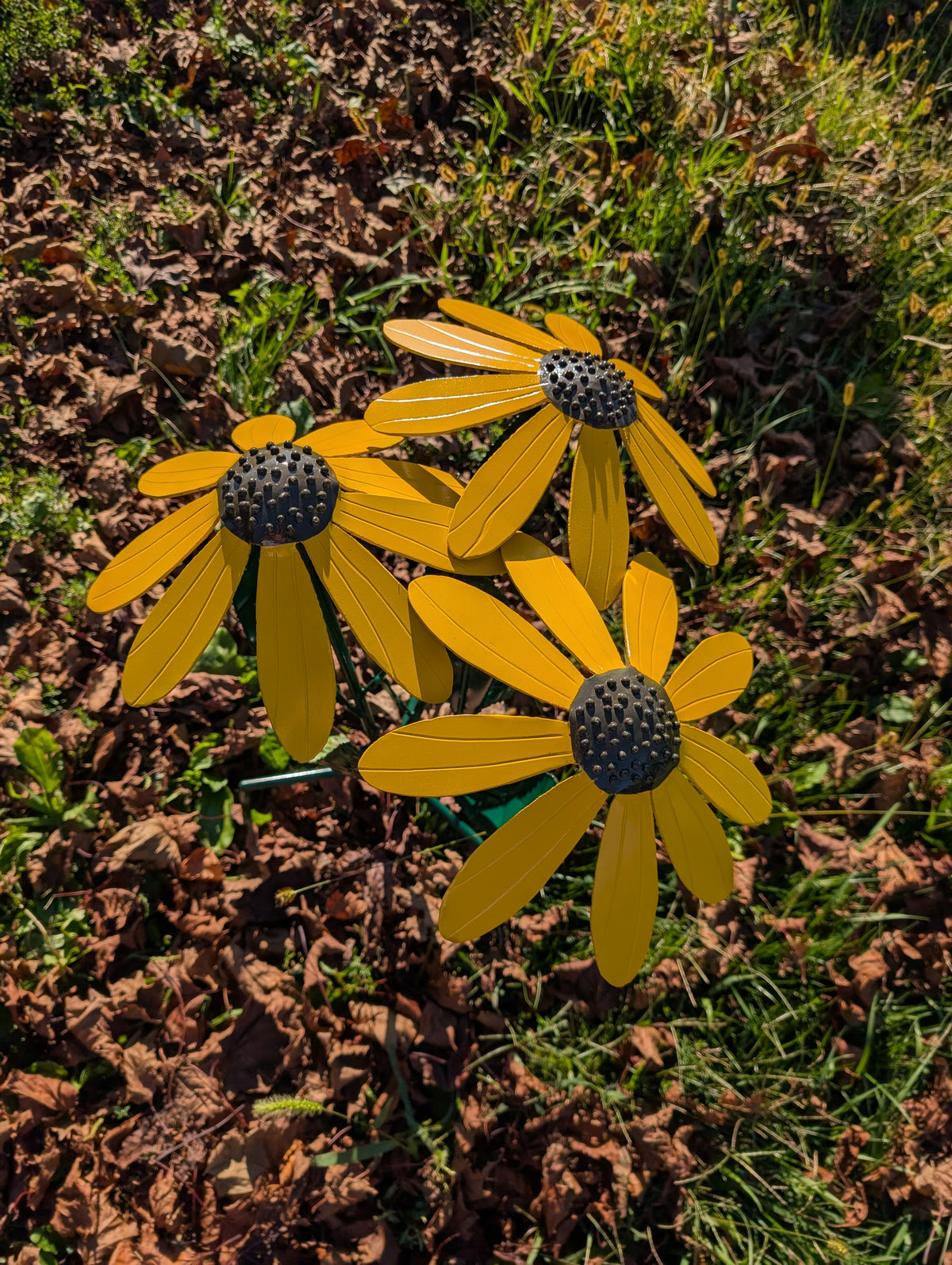 Black Eyed Susan flower