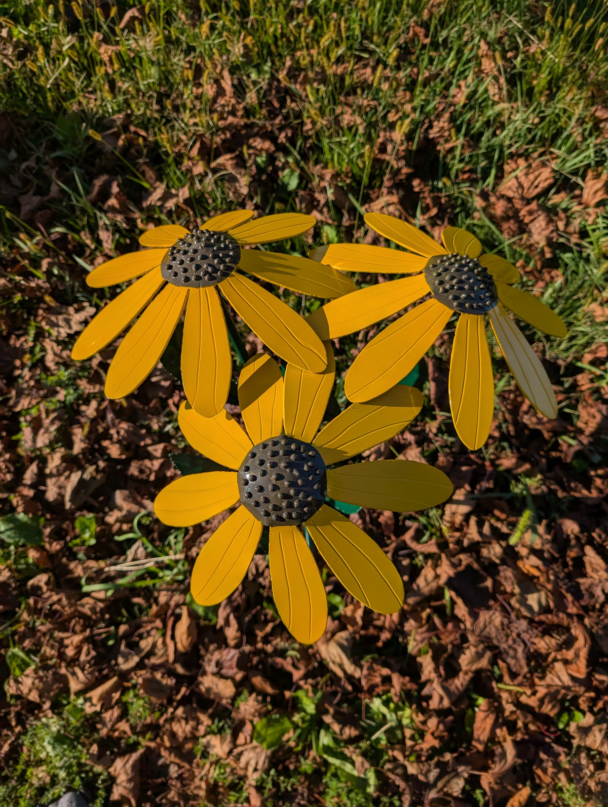 Black Eyed Susan flower