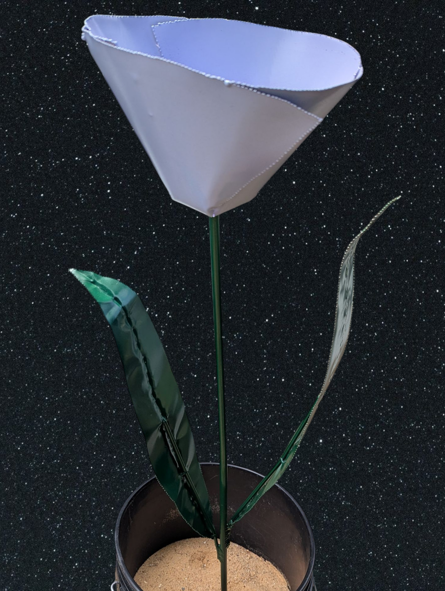3' Tulips