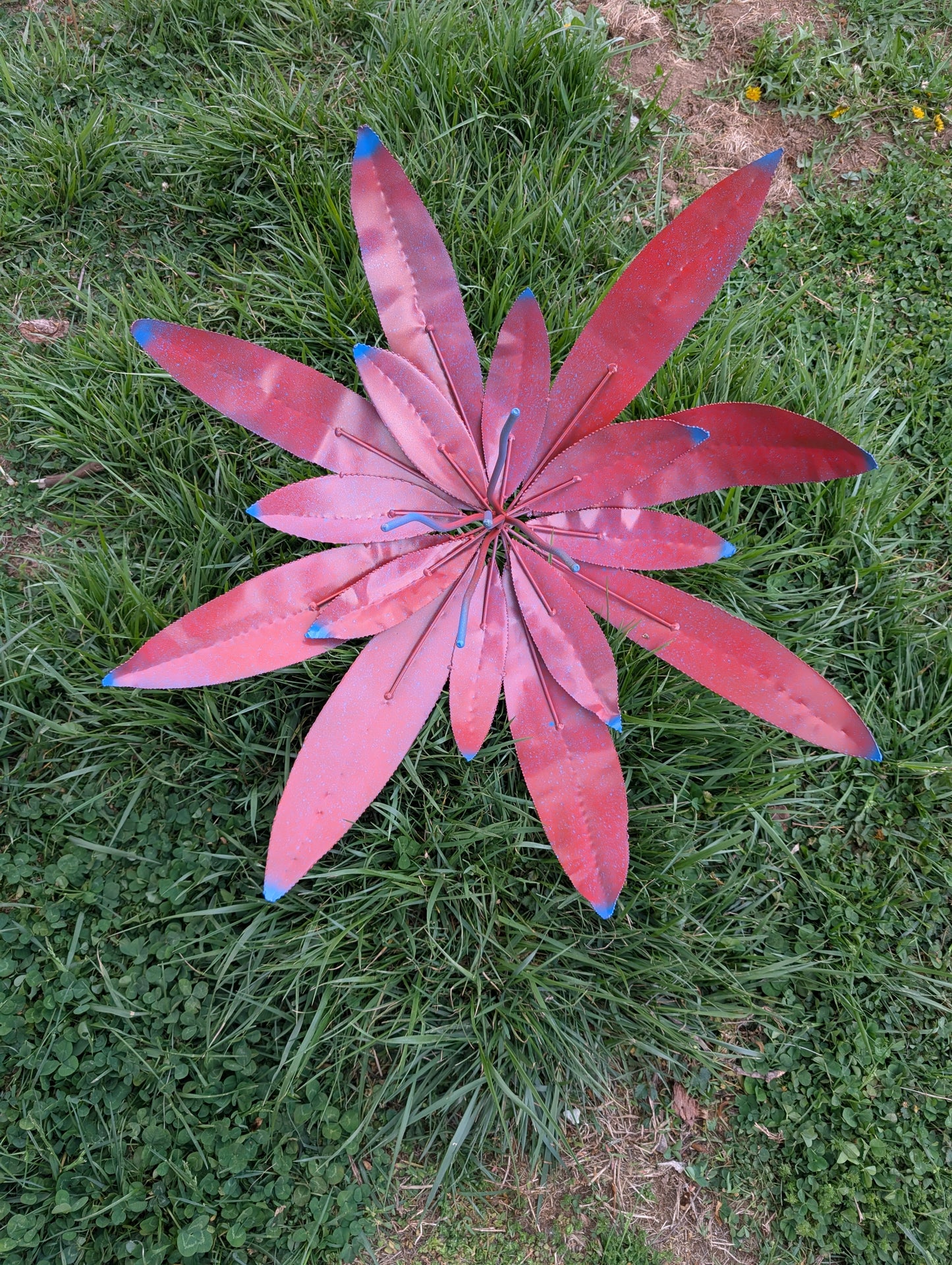 Fire and Ice blooms
