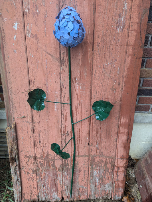 Hydrangea