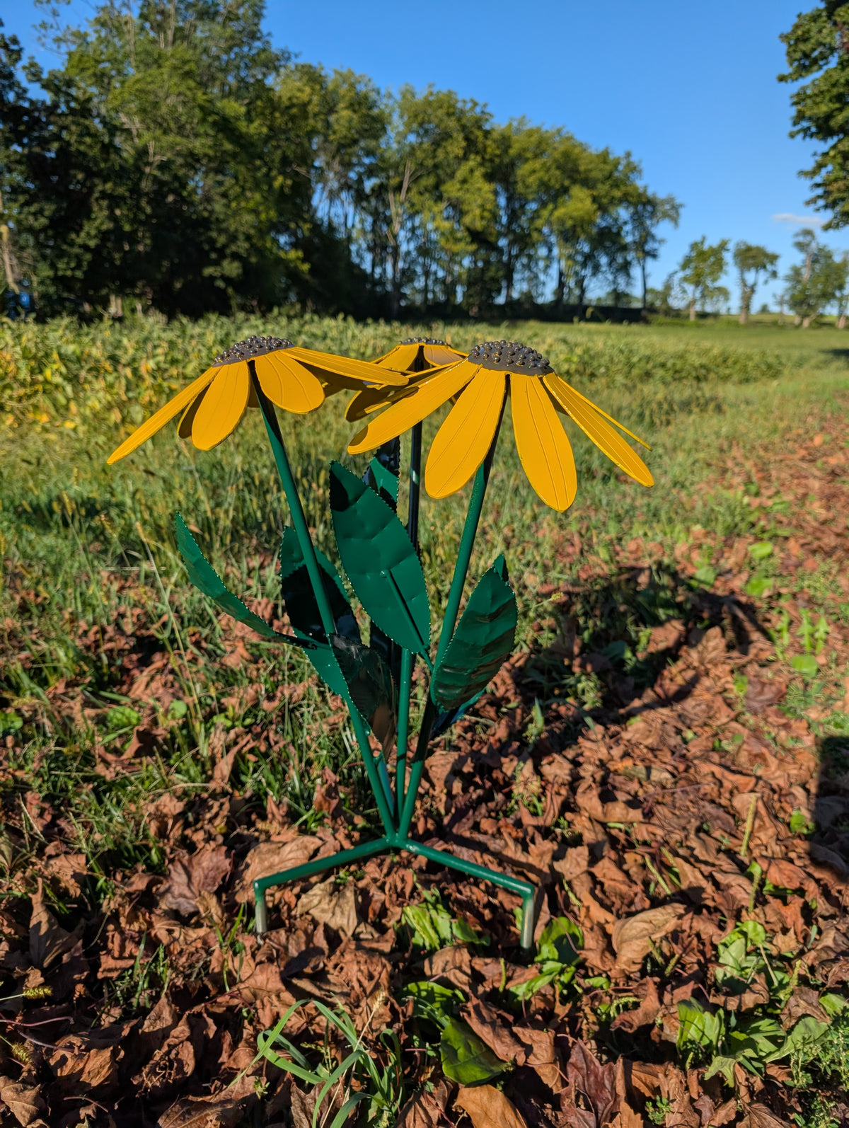 Black Eyed Susan flower