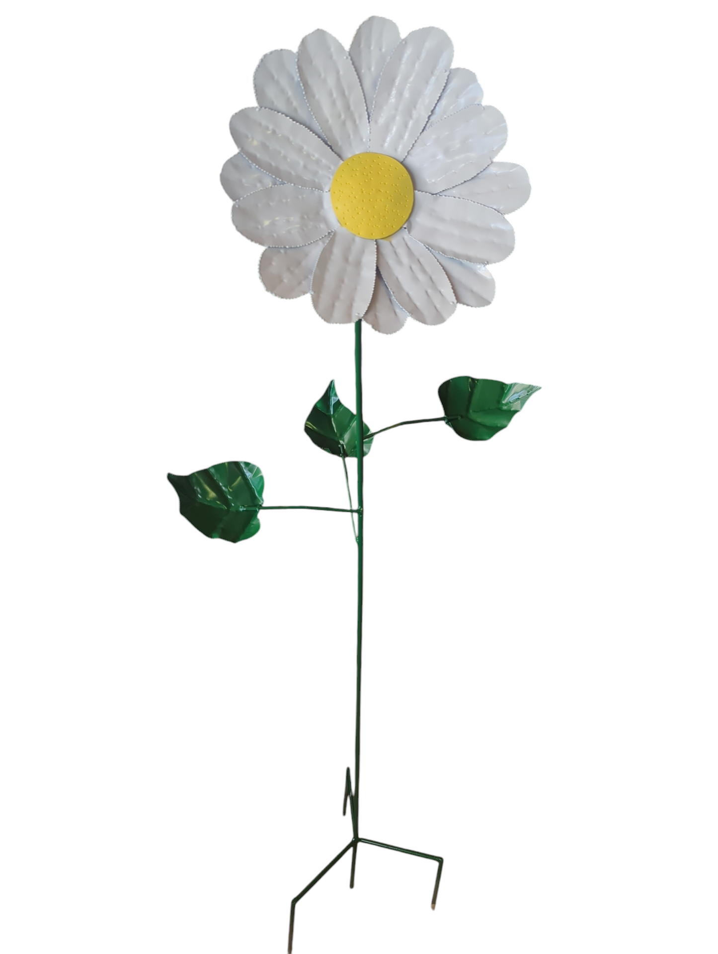 Daisy