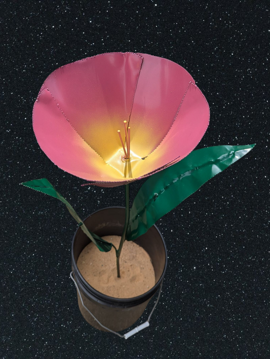 3' Tulips