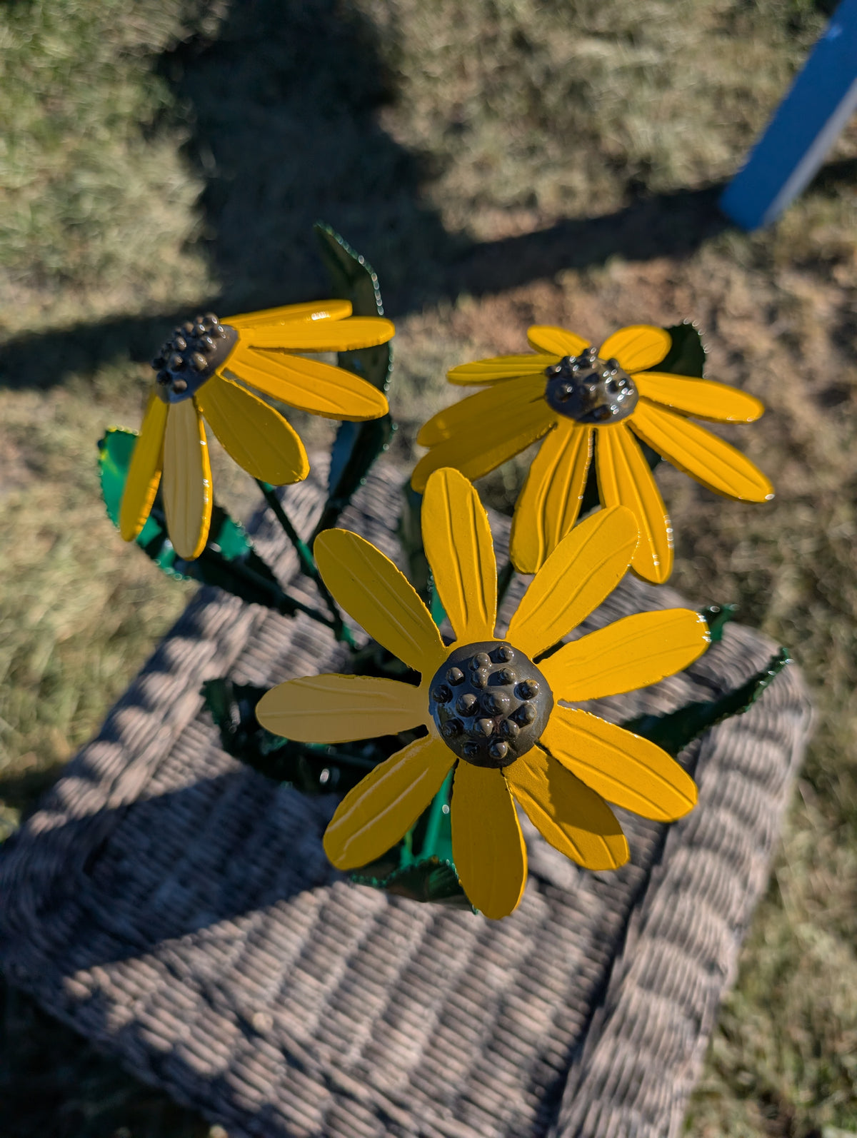 Black Eyed Susan flower
