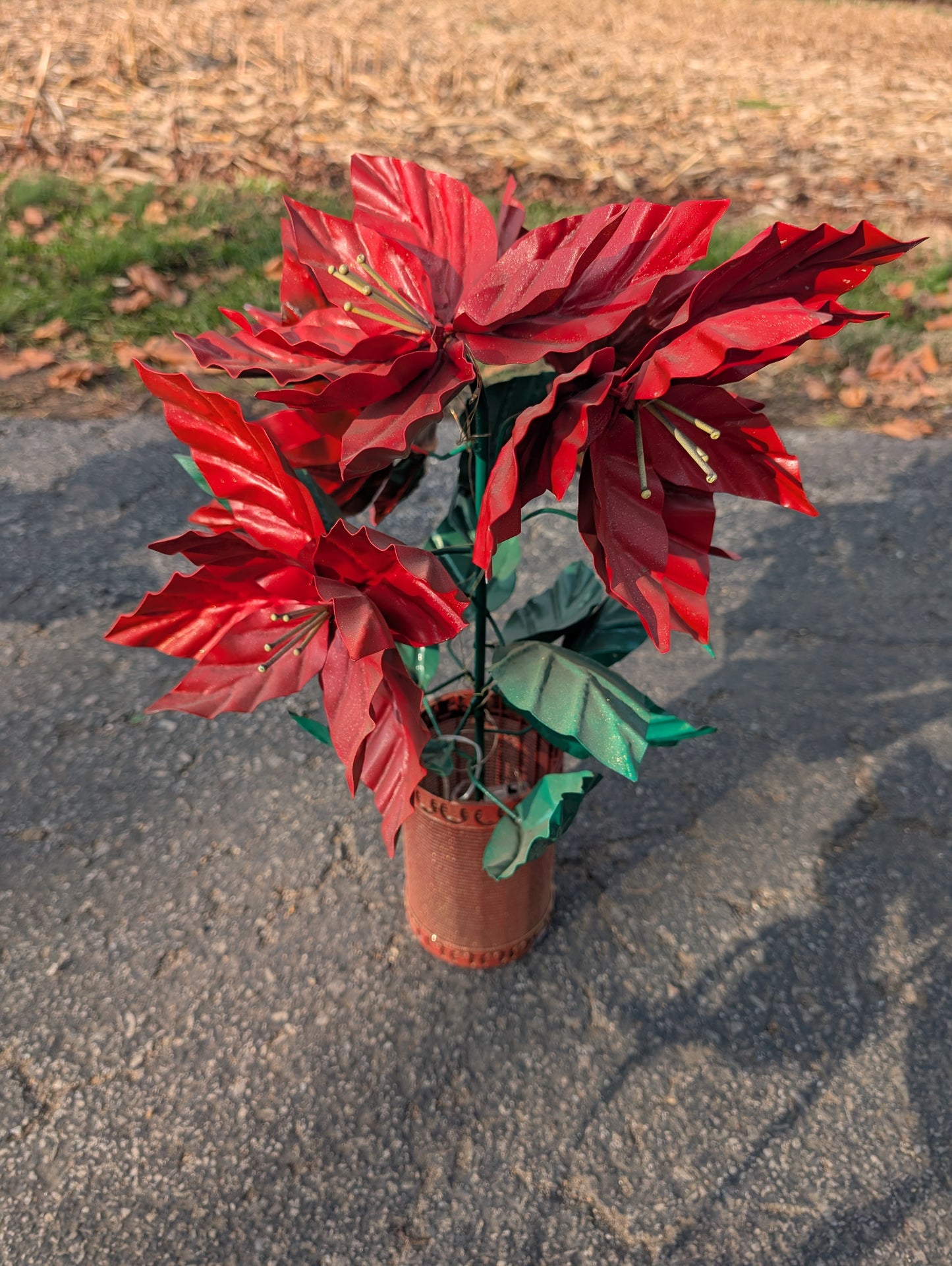 Poinsettia